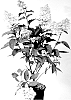Hydrangea%20paniculata%20%27Bokomabo%27