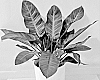 Philodendron%20hybrida%20%27MUKCHOC%27