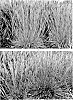 Schizachyrium%20scoparium%20%27Little%20Red%20Fox%27
