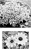 Heliopsis%20helianthoides%20%28L.%29%20Sweet%20%27Touch%20of%20Blush%27