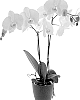 PHALAENOPSIS%20PLANT%20NAMED%20%27TAILWIND%27