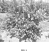 Citrus%20limon.%20%27CE-D5-1-9-42%27
