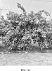 Citrus%20reticulata%20hybrid%20%27RES%2019-56%27