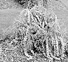 Buddleia%20alternifolia%20%27SMNBAB%27