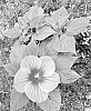 Hibiscus%20moscheutos%20%27G21087%27