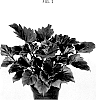 Philodendron%20bipinnatifidum%20%27PHELST01%27