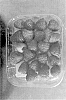 Rubus%20plant%20named%20%27BT%20RASseven%27
