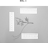 GRAPEVINE%20PLANT%20NAMED%20%27IVC%20AN1%27