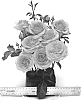 Rosa%20hybrida%20%27WEKaltbeba%27