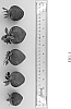 Fragaria%20x%20ananassa%20%27DrisStrawOneHundredTen%27