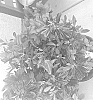Rhododendron%20hybrid%20%27ROBLEZN%27
