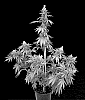 Cannabis%20sativa%20%27PTC8506V%27