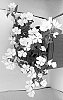Catharanthus%20roseus%20%27Suncath%20801%27