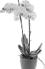 Phalaenopsis%20hybrida%20%27Ceremony%27