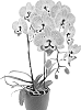 Phalaenopsis%20hybrida%20%27Storyline%27