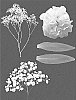 Gypsophila%20hybrida%20%27ESM%20G052%27