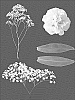 Gypsophila%20hybrida%20%27ESM%20G057%27