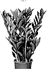 Zamioculcas%20zamiifolia%20%28hort.%20Lodd.%29%20Engl.%20%27EDZAM2203%27