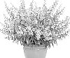 Angelonia%20hybrida%20%27ANGAF19273%27