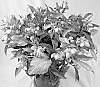 Helleborus%20x%20sternii%20%28Helleborus%20argutlifolius%20X%20Helleborus%20lividus%29%20%27Borusmura25%27