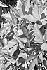 Helleborus%20x%20sternii%20%28Helleborus%20argutifolius%20X%20Helleborus%20lividus%29%20%27Borusmura38%27
