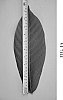 SELF-COMPATIBLE%20CACAO%20CLONES