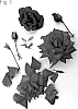 Rosa%20hybrida%20%27Poulvic011%27