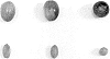 Olea%20europaea%20%27I%20100%27