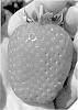 Fragaria%20x%20ananassa%20%27Plared%2019140%27