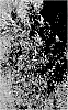 Distylium%20spp.%20hybrid%20%27CG-46-22%27