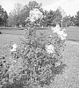 Syringa%20hybrida%20%27G13110%27