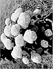 Hydrangea%20arborescens%20%27SMNHAGOV%27
