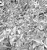 Lagerstroemia%20hybrid%20%27GV16103%27