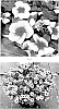 Catharathus%20roseus%20%27CARZ0004%27