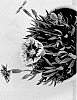 Dianthus%20hybrida%20%27G22090%27