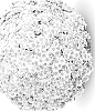 Chrysanthemum%20x%20morifolium%20%27G24MAG01VA%27