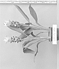 Curcuma%20alismatifolia%20x%20aurantiaca%20%27Maejo%20Green%20Pearl%27