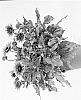 Helianthus%20annuus%20%27DHELSOSKBB%27