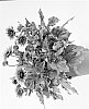 Helianthus%20annuus%20%27DHELSOSKBB%27