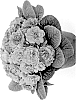 Primula%20vulgaris%20%27KERBELBLUWAT%27