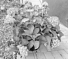 Hydrangea%20macrophylla%20%27Bailmacnine%27
