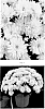 Chrysanthemum%20x%20morifolium%20%27CIFZ0116%27