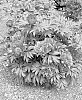 Paeonia%20hybrid%20%27Smithopus7%27