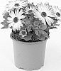 Osteospermum%20ecklonis%20Norl.%20%27KLEOE23819%27