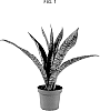 Sansevieria%20aubrytiana%20%27ZEBRA%27