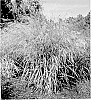 Panicum%20hybrid%20%27Blue%20Lime%27