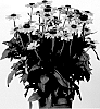 Rudbeckia%20hirta%20%27RUDBDIV658%27