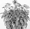 Rudbeckia%20hirta%20%27RUDBSUN303%27