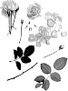 Rosa%20hybrida%20%27Poulpah121%27