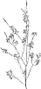 Chamelaucium%20uncinatum%20%27DUAL%20STAR%27